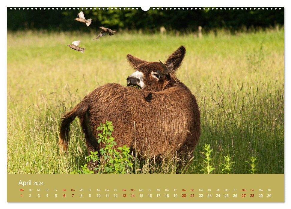 Baudet de Poitou - Seltene französische Langohren (CALVENDO Wandkalender 2024)