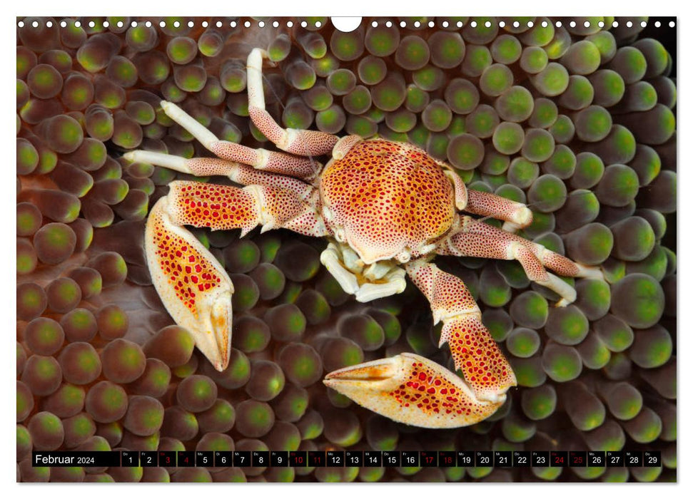 Raja Ampat - Faszinierende Unterwasserwelt (CALVENDO Wandkalender 2024)