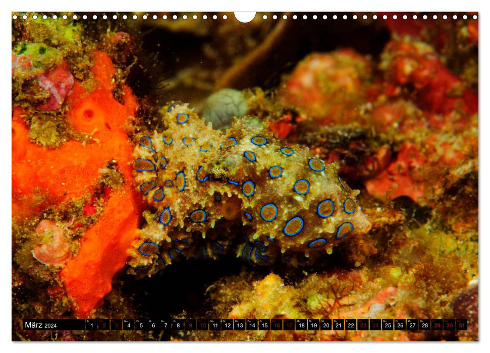 Raja Ampat - Faszinierende Unterwasserwelt (CALVENDO Wandkalender 2024)