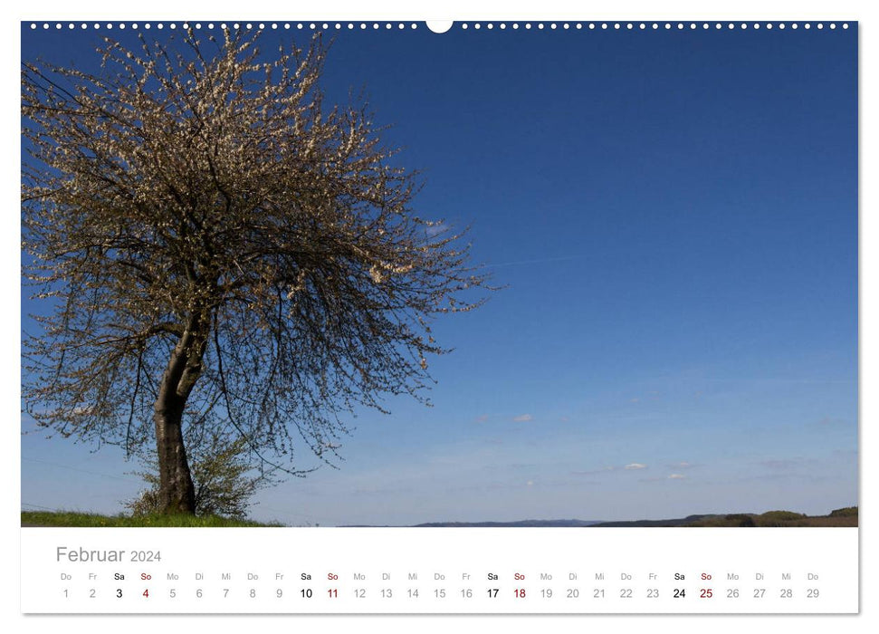 Beautiful trees in the Sauerland (CALVENDO wall calendar 2024) 