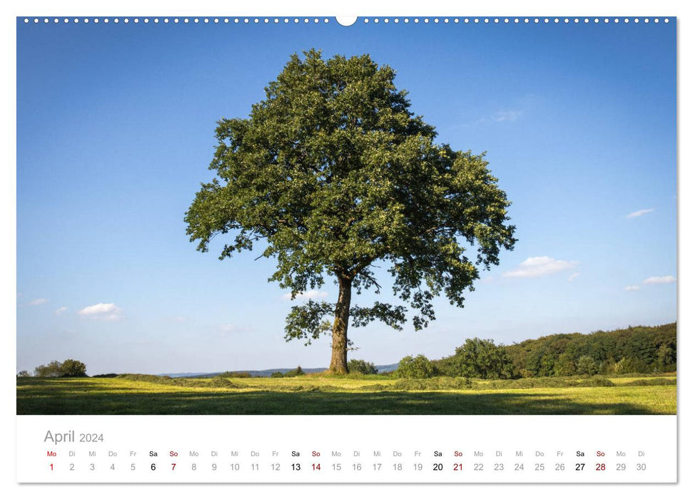 Beaux arbres dans le Sauerland (calendrier mural CALVENDO 2024) 