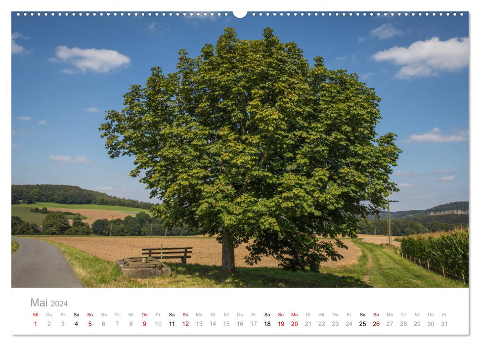 Beaux arbres dans le Sauerland (calendrier mural CALVENDO 2024) 