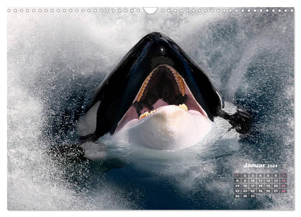 ANIMAUX SAUVAGES EN ACTION (Calendrier mural CALVENDO 2024) 