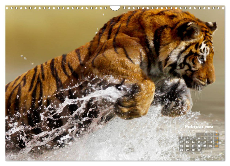 WILD ANIMALS IN ACTION (CALVENDO wall calendar 2024) 