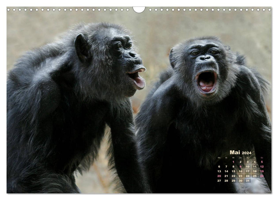 ANIMAUX SAUVAGES EN ACTION (Calendrier mural CALVENDO 2024) 