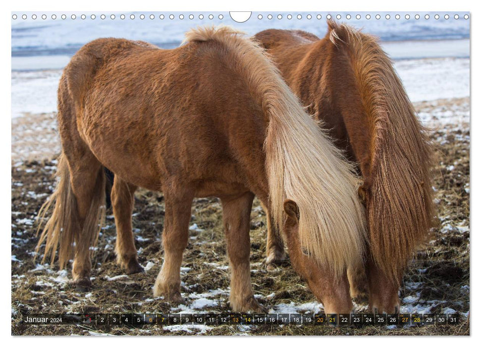 Beautés islandaises (calendrier mural CALVENDO 2024) 