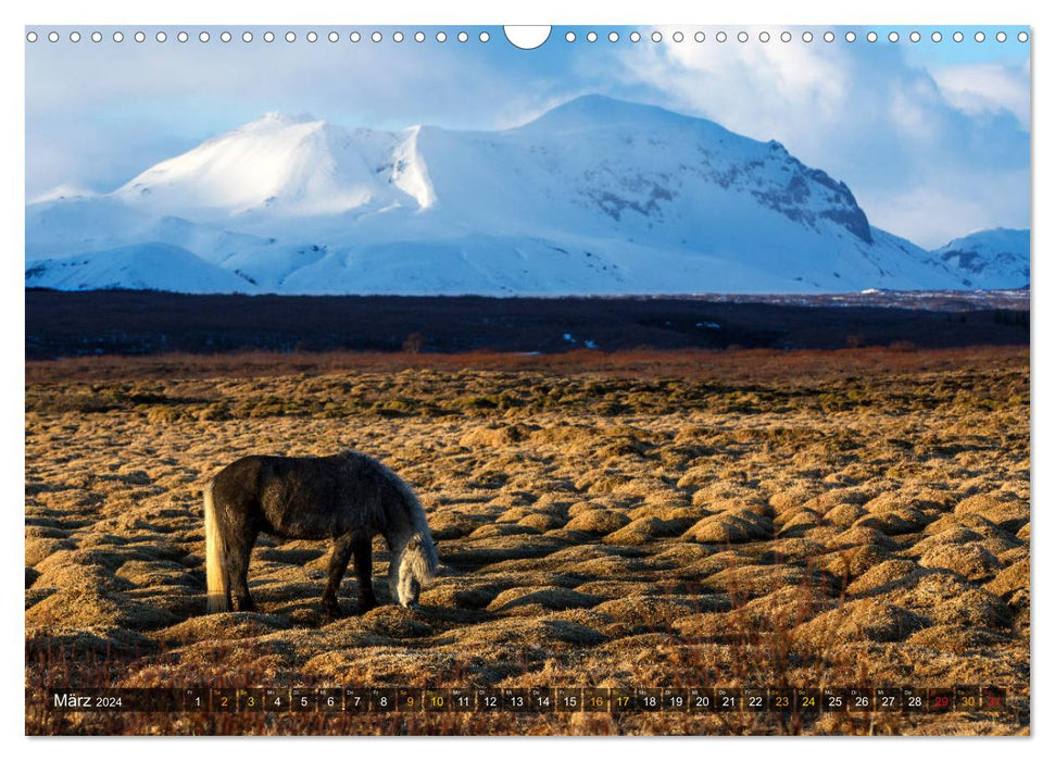 Beautés islandaises (calendrier mural CALVENDO 2024) 