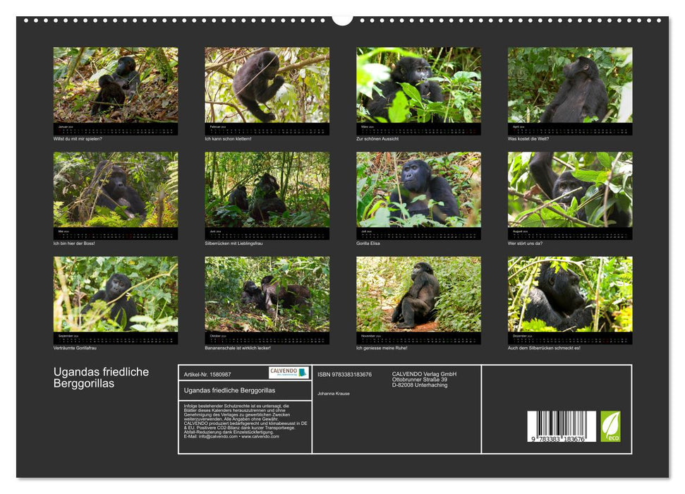 Les paisibles gorilles des montagnes de l'Ouganda (Calvendo Premium Wall Calendar 2024) 