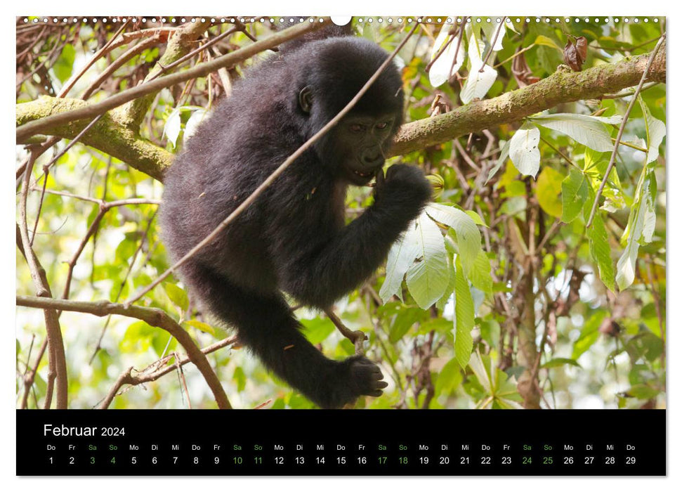 Les paisibles gorilles des montagnes de l'Ouganda (Calvendo Premium Wall Calendar 2024) 