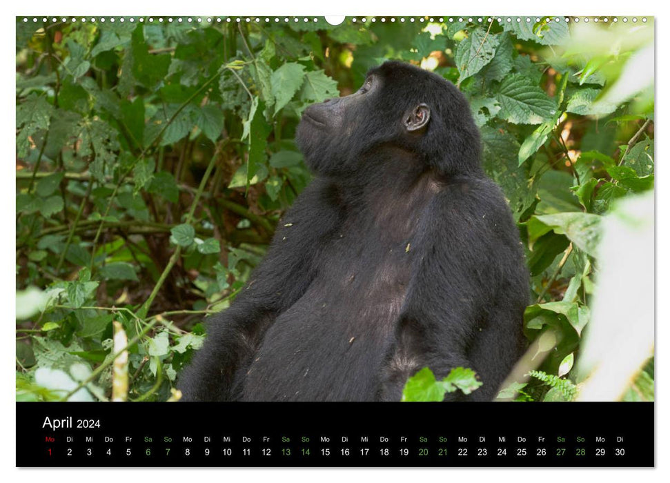Ugandas friedliche Berggorillas (CALVENDO Premium Wandkalender 2024)