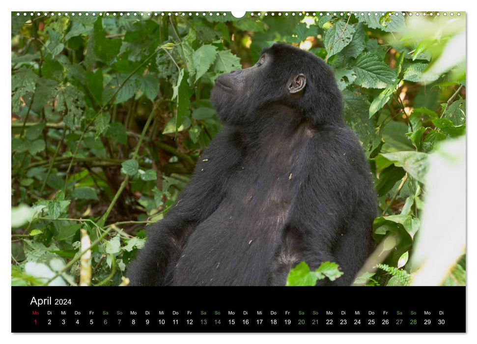 Les paisibles gorilles des montagnes de l'Ouganda (Calvendo Premium Wall Calendar 2024) 