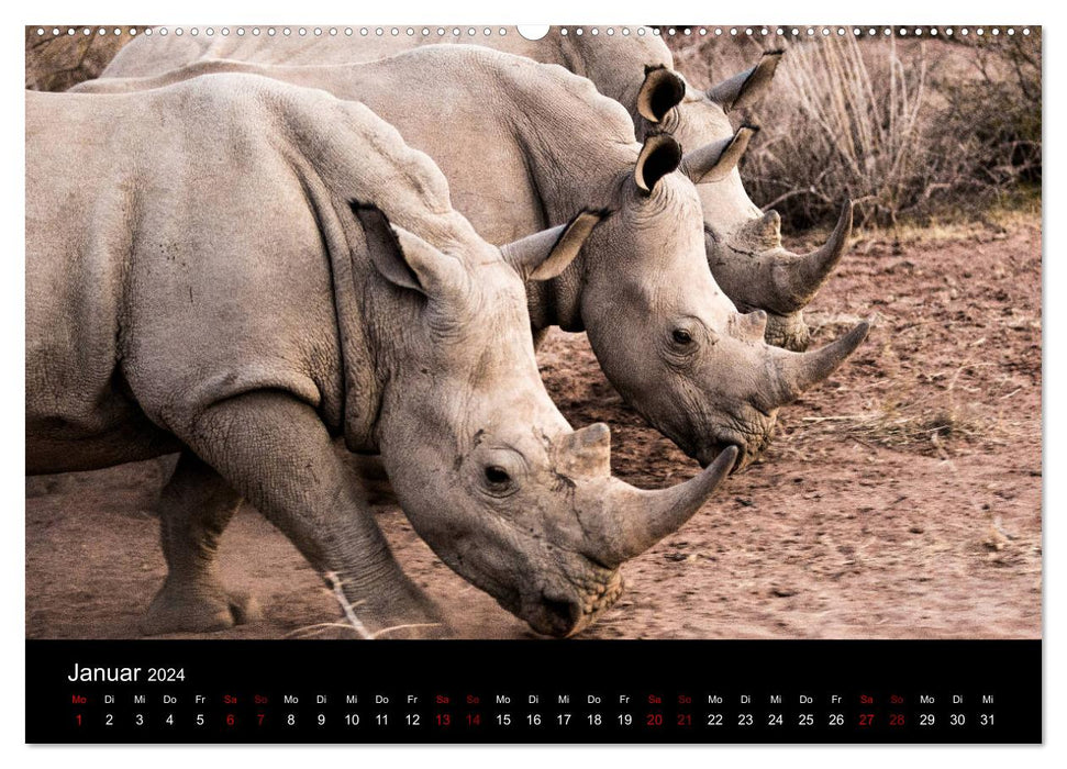 Afrique – Fascination pour la faune (Calvendo Premium Wall Calendar 2024) 