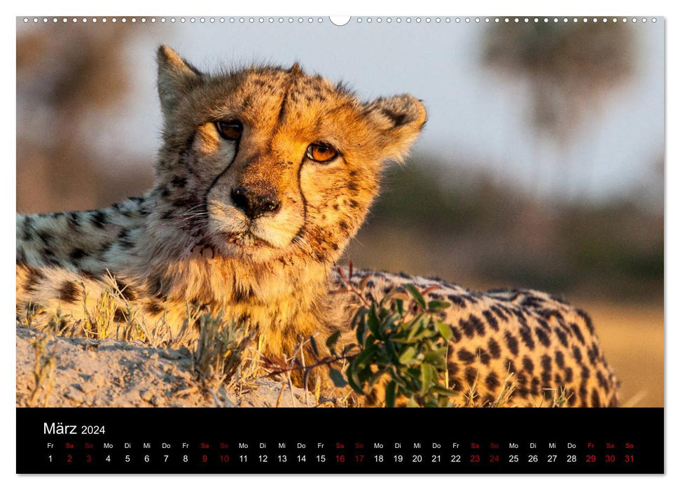 Afrique – Fascination pour la faune (Calvendo Premium Wall Calendar 2024) 