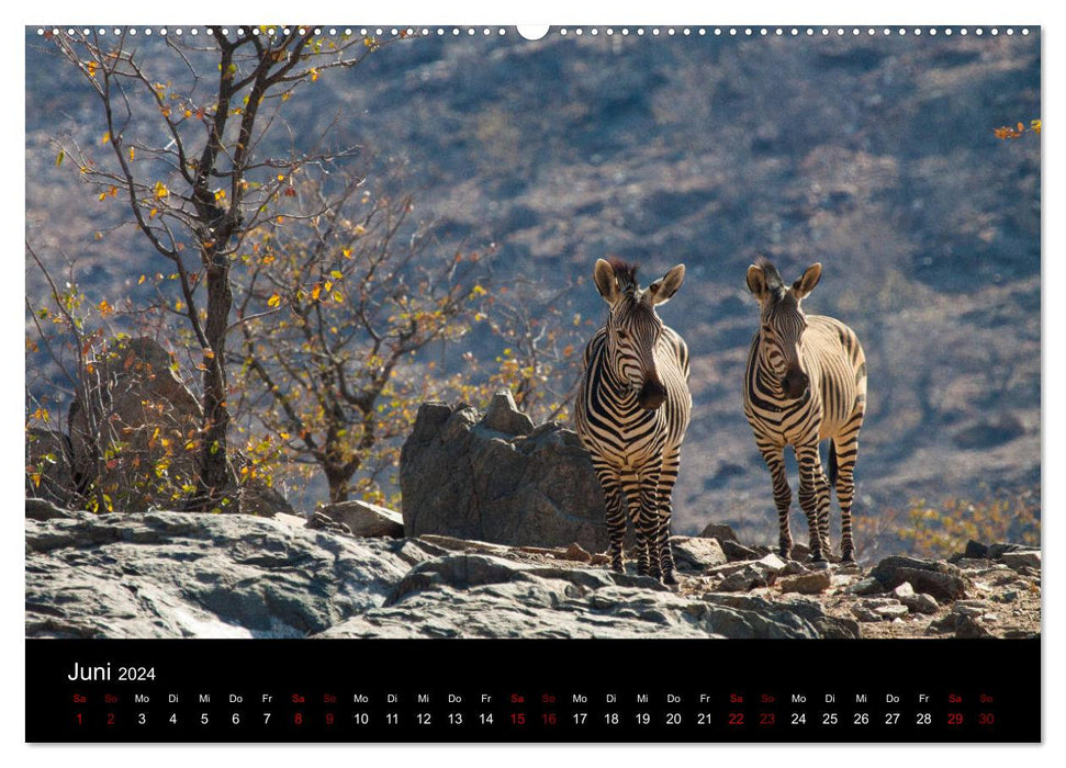 Afrique – Fascination pour la faune (Calvendo Premium Wall Calendar 2024) 