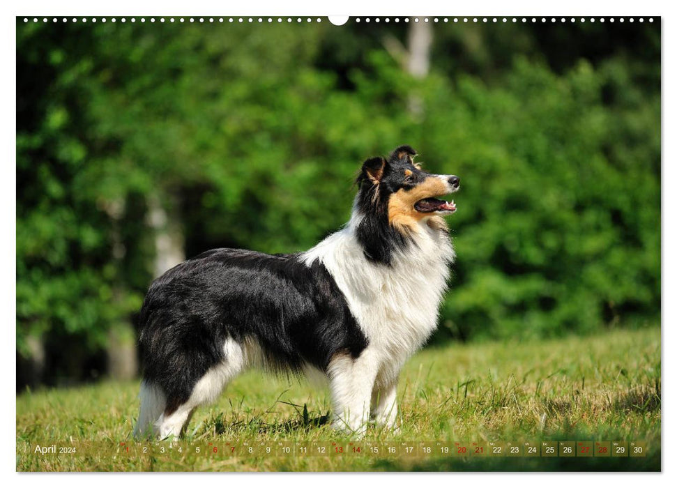 Chic Collies (CALVENDO Premium Wall Calendar 2024) 