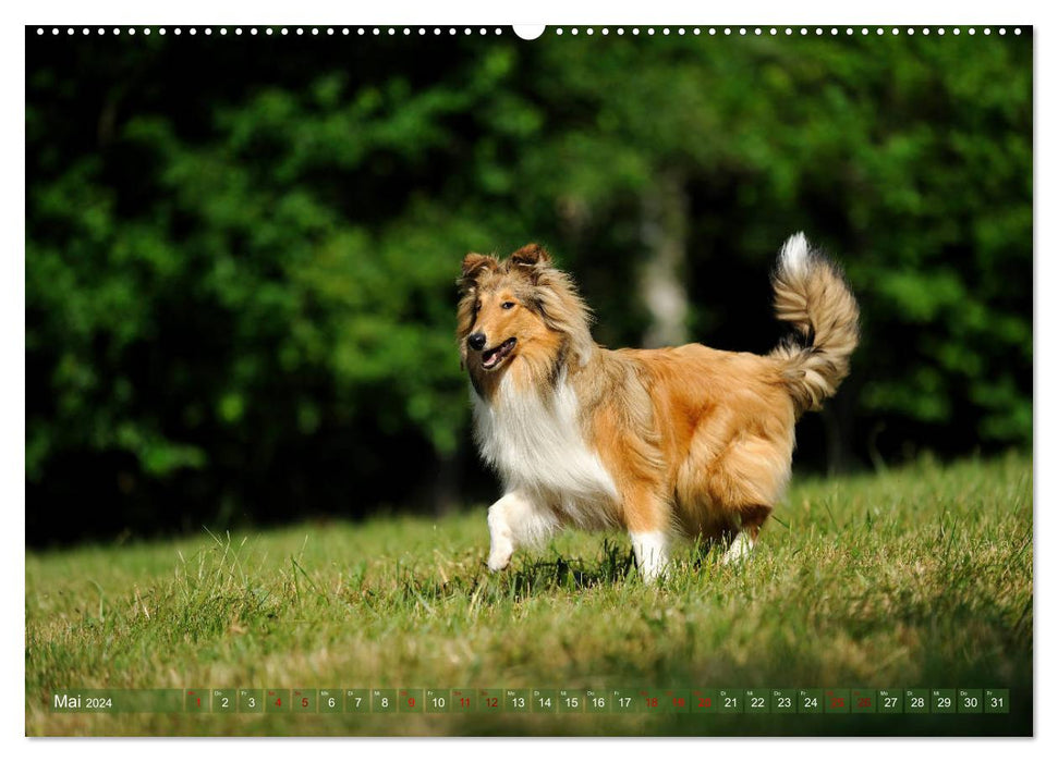 Chic Collies (CALVENDO Premium Wall Calendar 2024) 