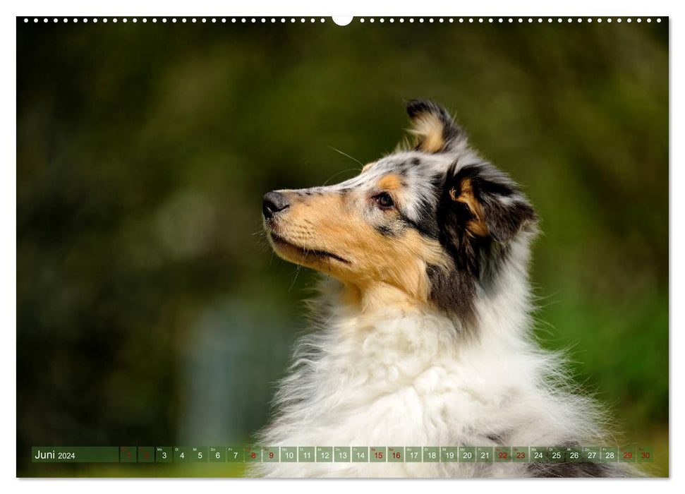 Chic Collies (Calendrier mural CALVENDO Premium 2024) 