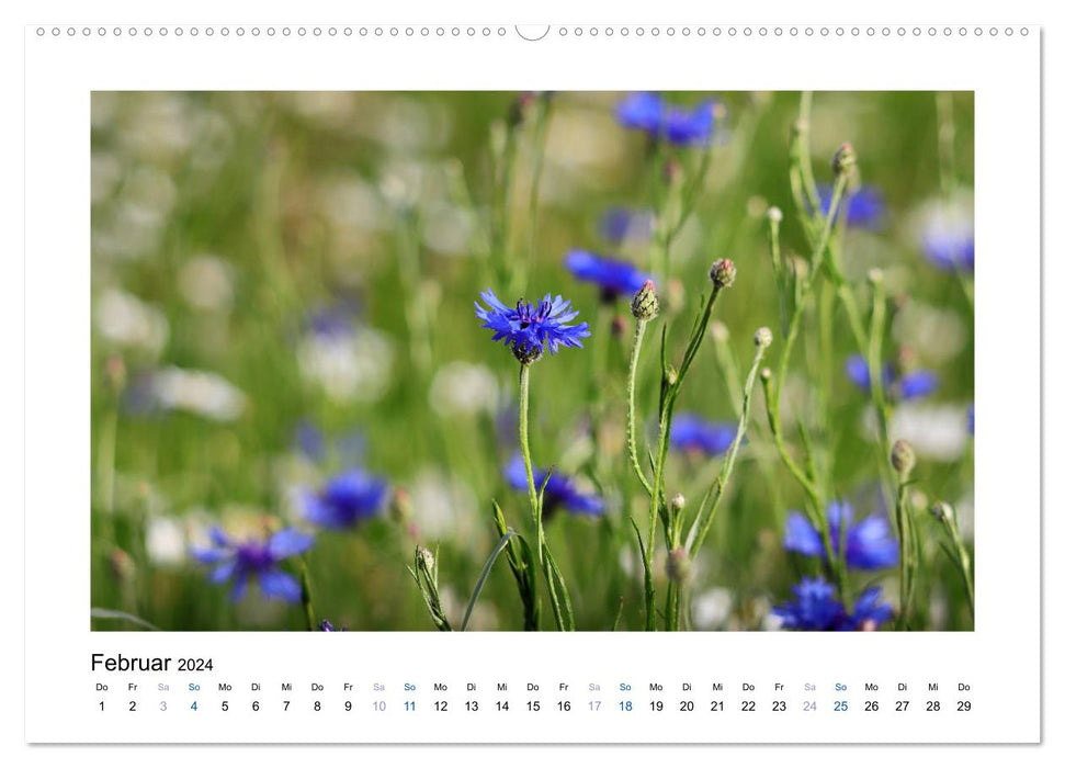 Cornflowers - Blue Beauties (CALVENDO Wall Calendar 2024) 