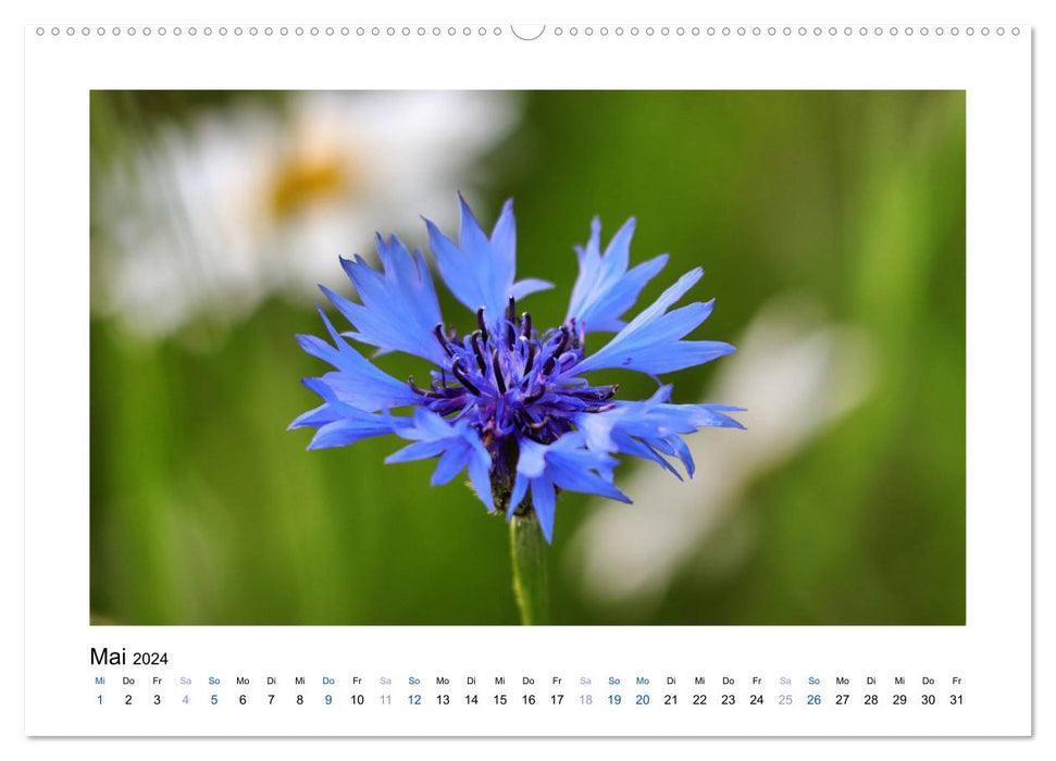 Kornblumen - Blaue Schönheiten (CALVENDO Wandkalender 2024)