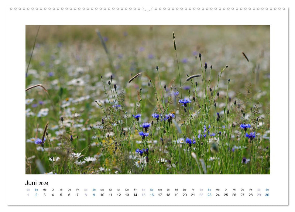 Bleuets – Beautés bleues (Calendrier mural CALVENDO 2024) 