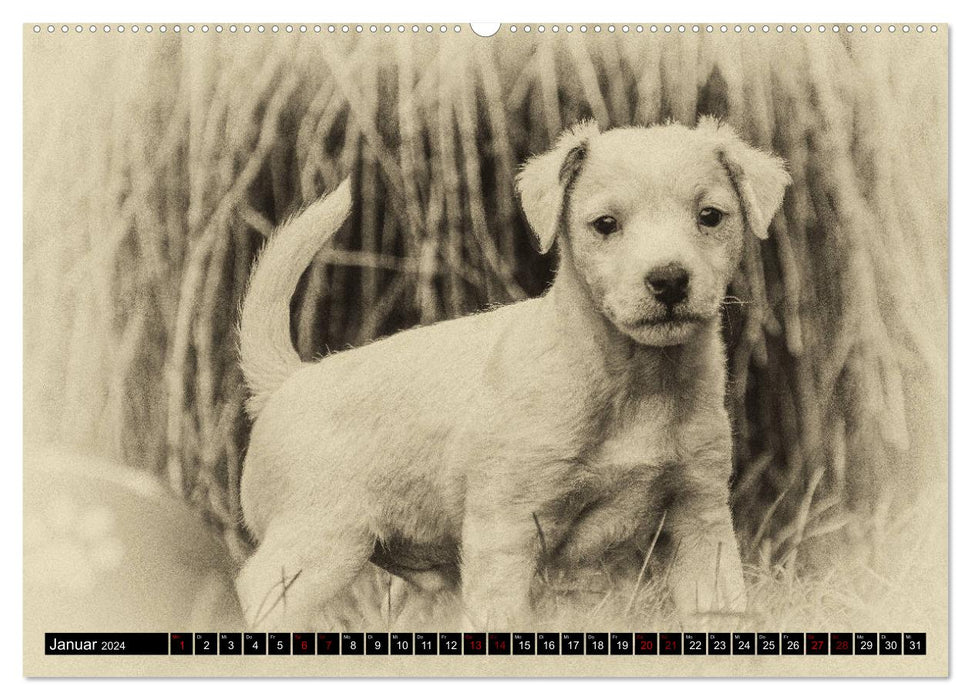 Parson Jack Russel Puppies (CALVENDO Premium Wall Calendar 2024) 
