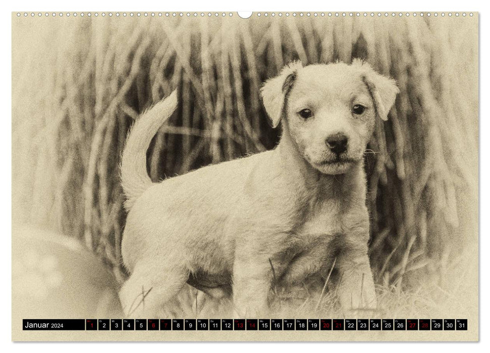 Parson Jack Russel Welpen (CALVENDO Premium Wandkalender 2024)