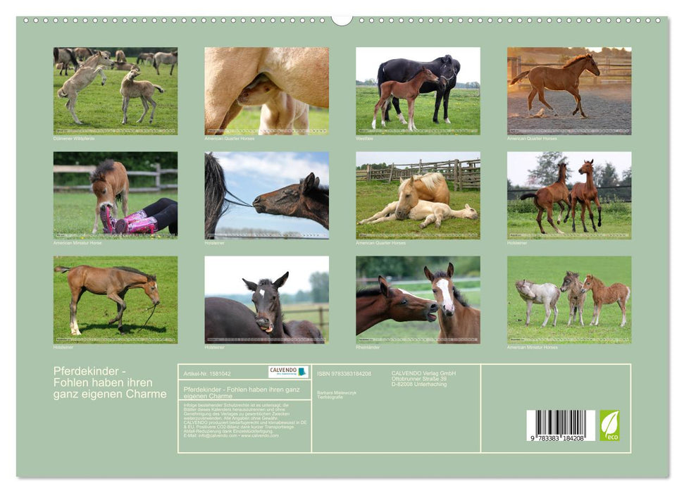 Horse children - foals have their very own charm (CALVENDO Premium Wall Calendar 2024) 