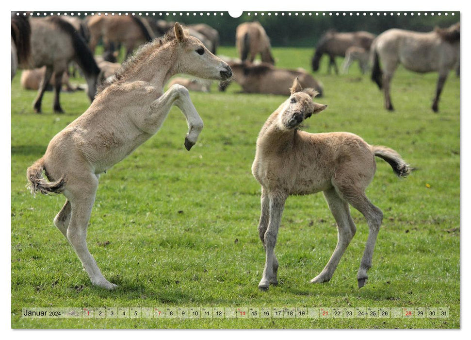 Pferdekinder - Fohlen haben ihren ganz eigenen Charme (CALVENDO Premium Wandkalender 2024)