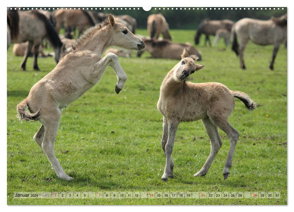 Horse children - foals have their very own charm (CALVENDO Premium Wall Calendar 2024) 