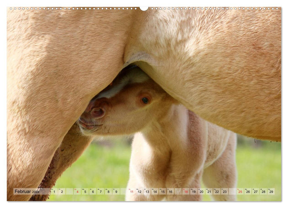 Enfants chevaux - les poulains ont leur propre charme (Calendrier mural CALVENDO Premium 2024) 