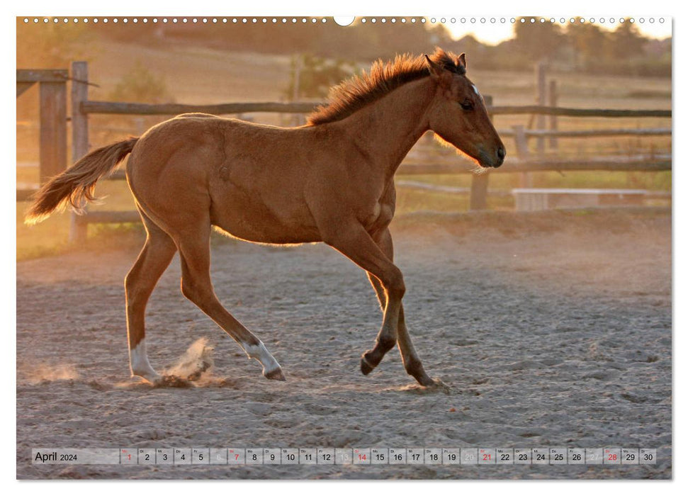Enfants chevaux - les poulains ont leur propre charme (Calendrier mural CALVENDO Premium 2024) 
