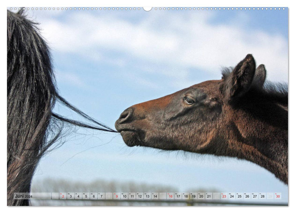 Pferdekinder - Fohlen haben ihren ganz eigenen Charme (CALVENDO Premium Wandkalender 2024)