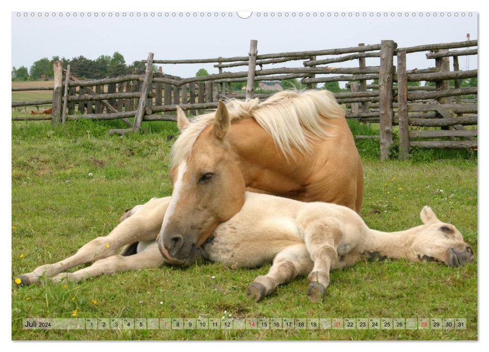 Enfants chevaux - les poulains ont leur propre charme (Calendrier mural CALVENDO Premium 2024) 