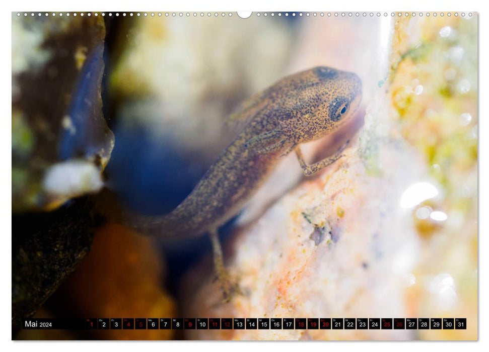 In the middle of us - big city newts (CALVENDO wall calendar 2024) 