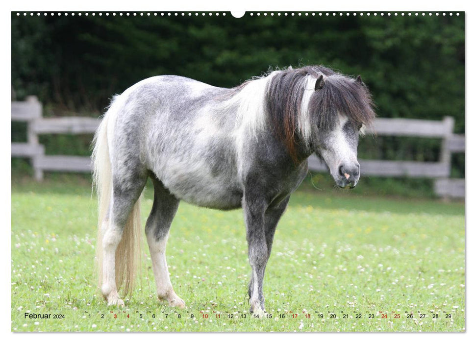 American Miniature Horse (CALVENDO Premium Wandkalender 2024)