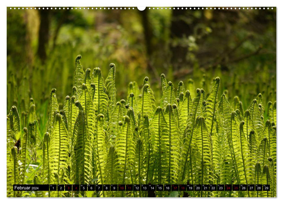 Those that grow in the shade - ferns (CALVENDO Premium Wall Calendar 2024) 