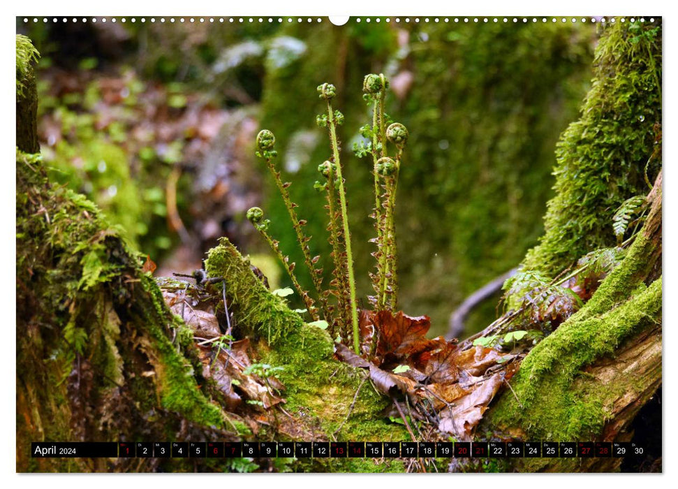 Those that grow in the shade - ferns (CALVENDO Premium Wall Calendar 2024) 