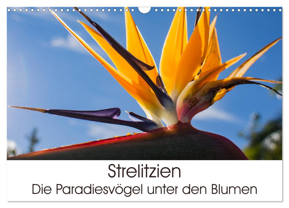 Strelitzias - les oiseaux de paradis parmi les fleurs (calendrier mural CALVENDO 2024) 