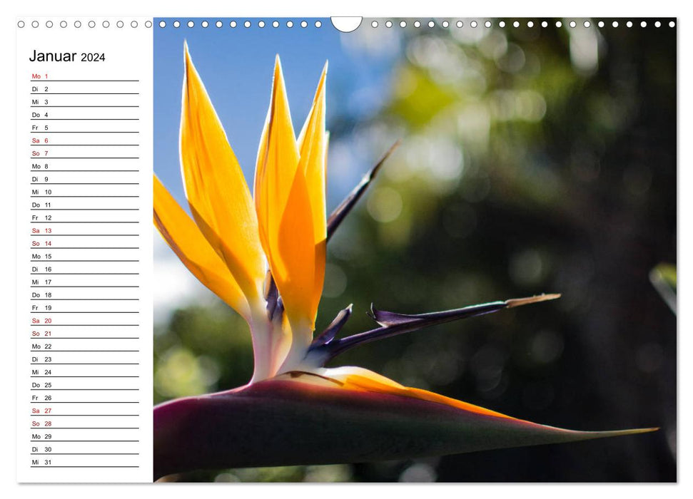 Strelitzias - les oiseaux de paradis parmi les fleurs (calendrier mural CALVENDO 2024) 