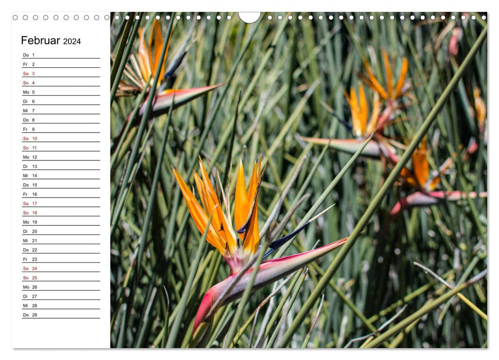 Strelitzias - les oiseaux de paradis parmi les fleurs (calendrier mural CALVENDO 2024) 