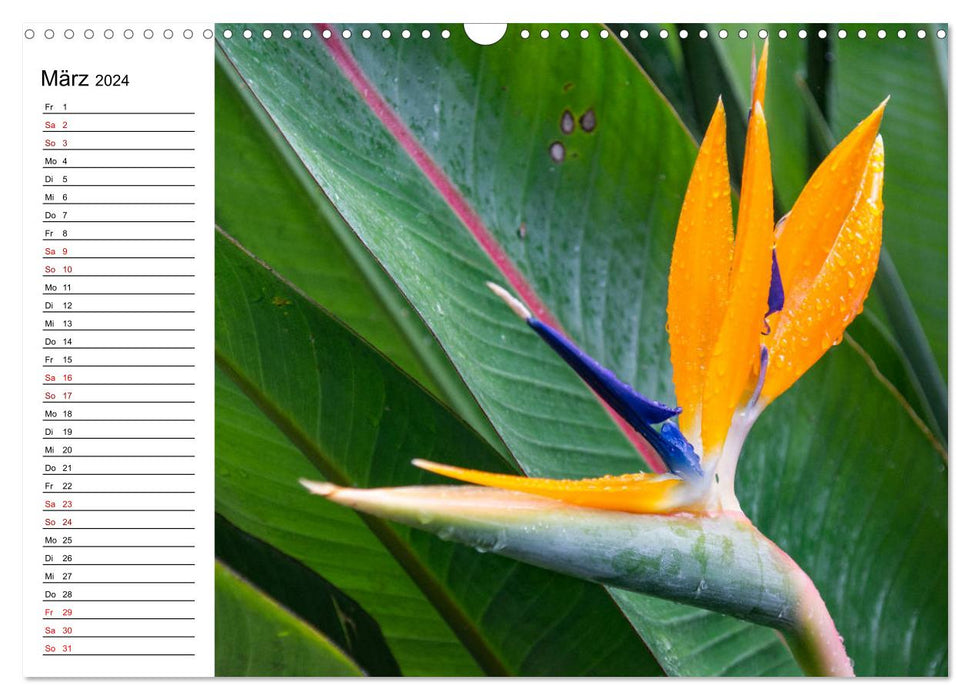 Strelitzias - the birds of paradise among flowers (CALVENDO wall calendar 2024) 