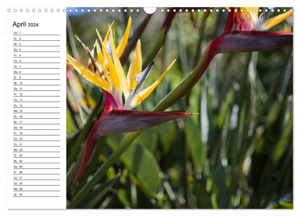 Strelitzias - the birds of paradise among flowers (CALVENDO wall calendar 2024) 