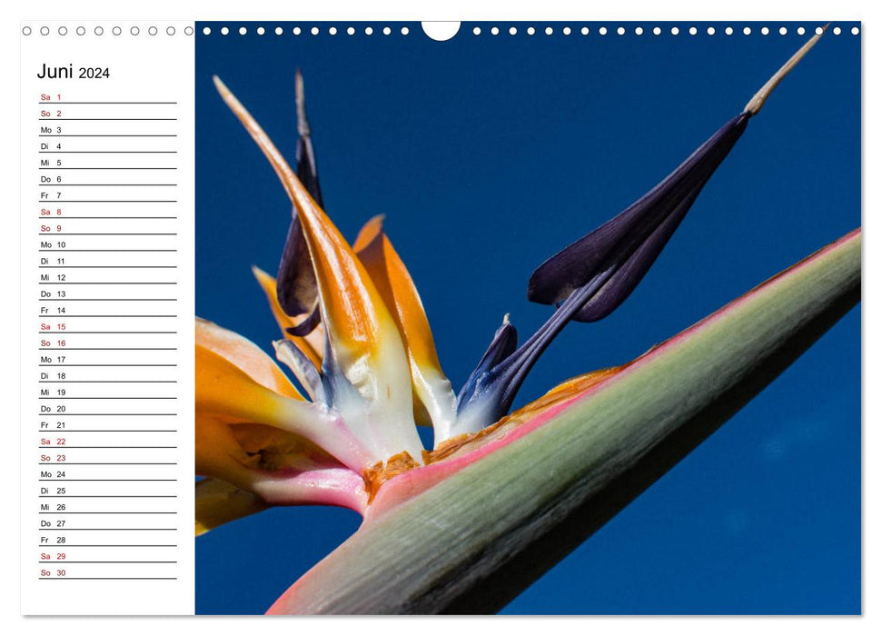 Strelitzias - les oiseaux de paradis parmi les fleurs (calendrier mural CALVENDO 2024) 