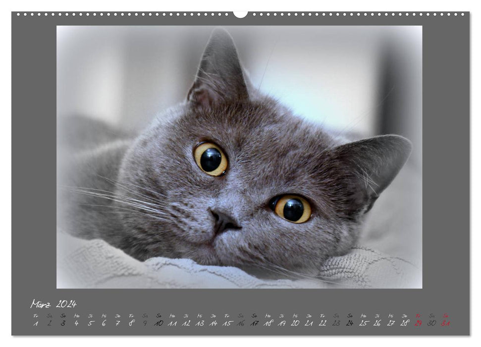 GRAUE ENGEL Britischkurzhaar-Katzen (CALVENDO Premium Wandkalender 2024)