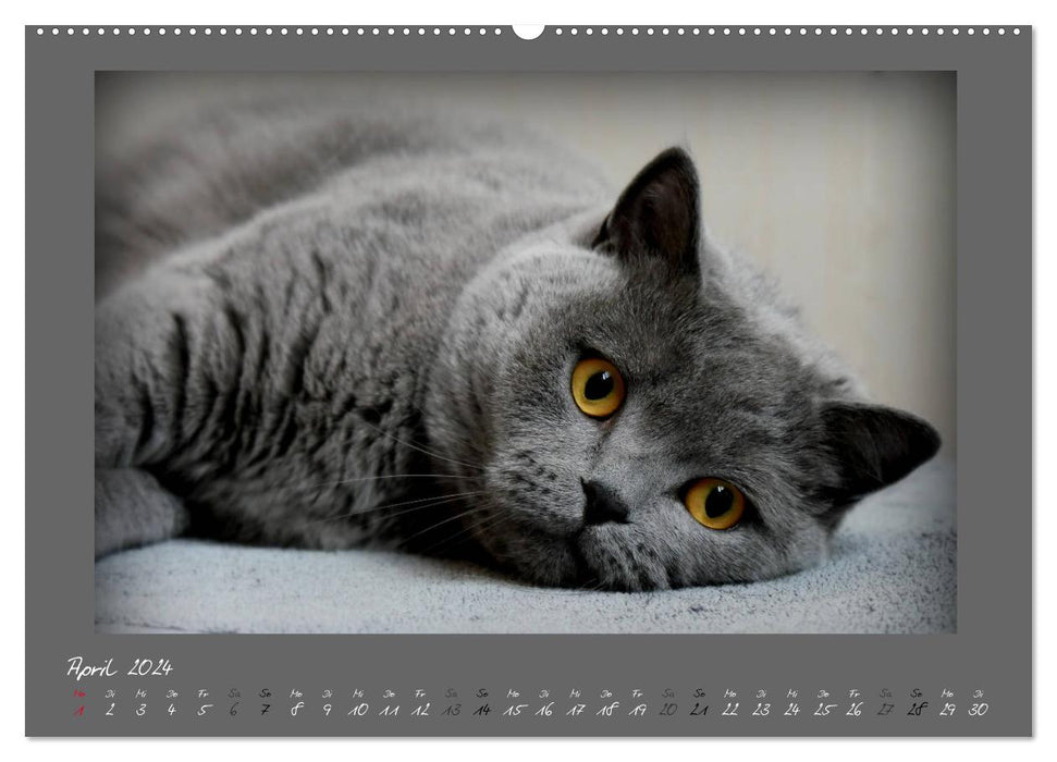 GRAUE ENGEL Britischkurzhaar-Katzen (CALVENDO Premium Wandkalender 2024)