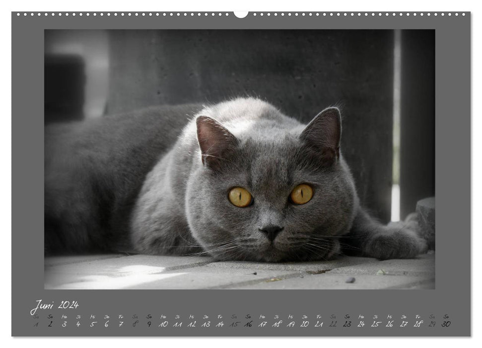 GRAY ANGEL British Shorthair Cats (CALVENDO Premium Wall Calendar 2024) 