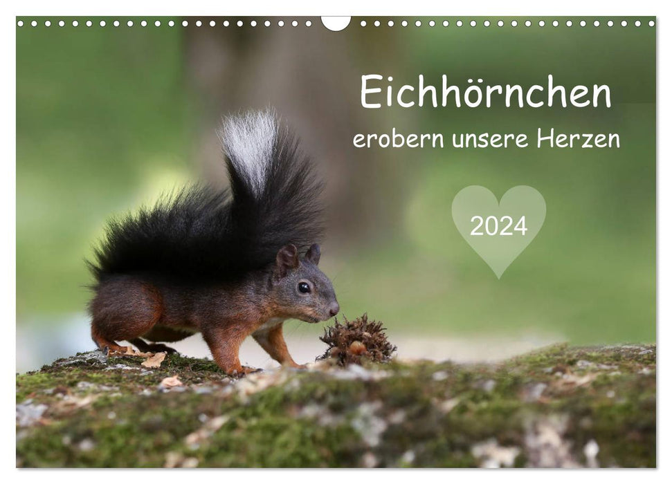 Eichhörnchen erobern unsere Herzen (CALVENDO Wandkalender 2024)