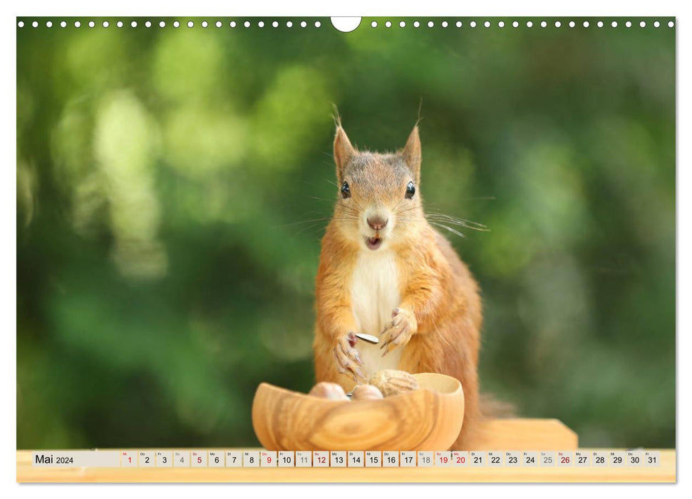 Eichhörnchen erobern unsere Herzen (CALVENDO Wandkalender 2024)