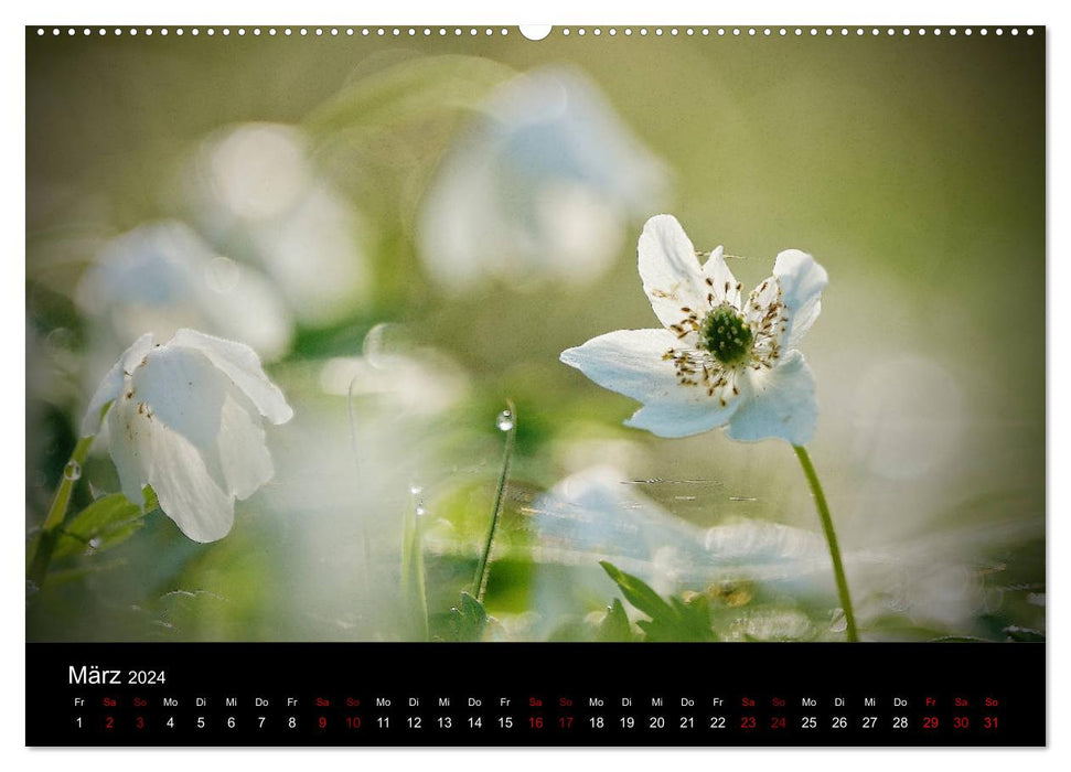 Der Waldspaziergang (CALVENDO Premium Wandkalender 2024)