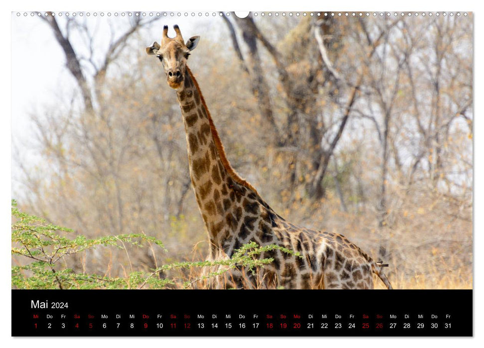 Botswana - Ruf der Wildnis (CALVENDO Premium Wandkalender 2024)